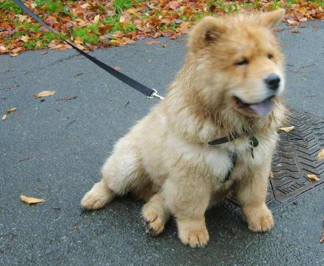fast track puppy image